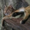 Bobcat