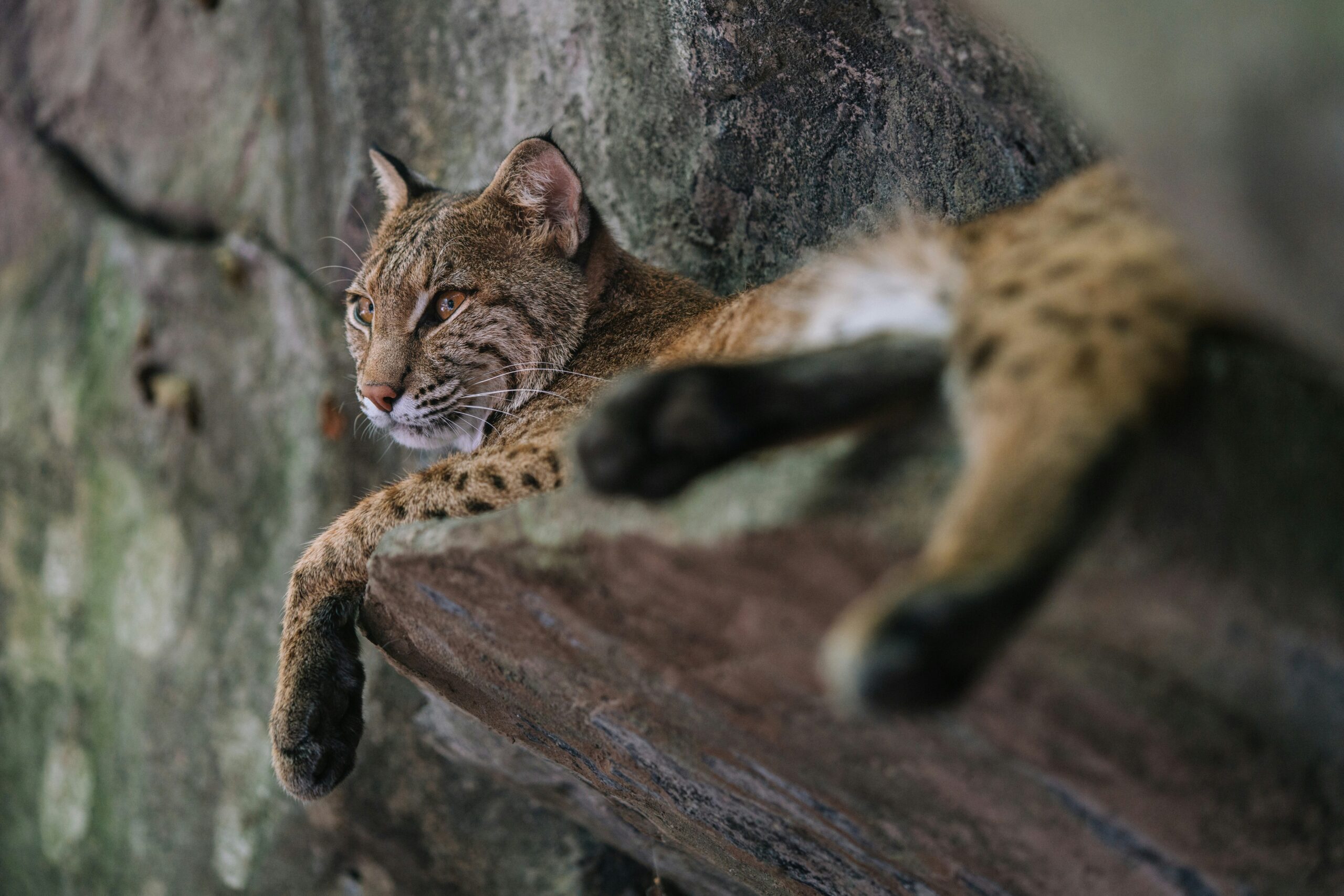 Beaver is Tasty, But What About Bobcats?